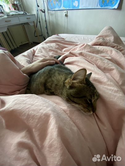 Неразлучники