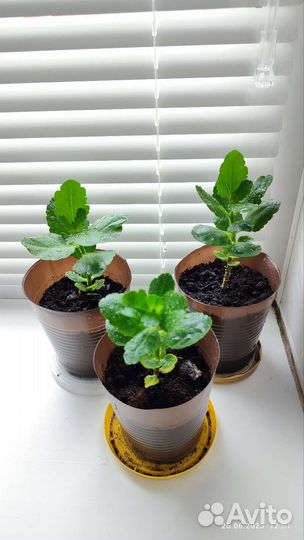 Каланхое Блоссфельда