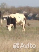 Корова дойная