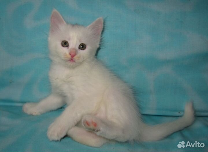 Сибирские котята