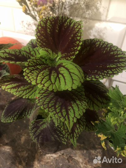 Колеусы вегетативные