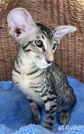 Ориентальная