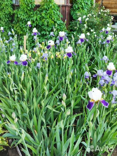 Ирисы