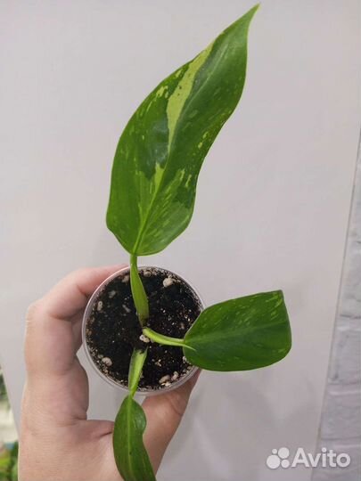 Филодендрон Хосе Буэно,Ринг оф фаер,Бурле Макс