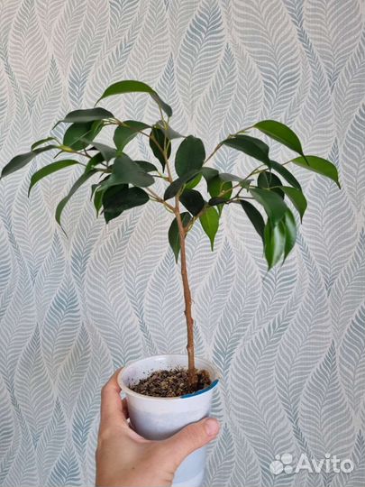 Фикус бенджамина