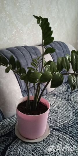 Замиокулькас (долларово дерево)