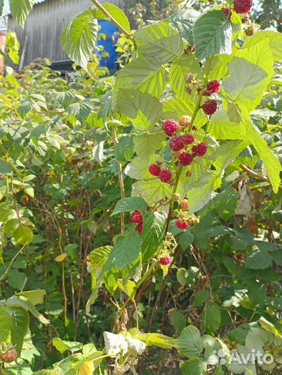 Ремонтантная малина