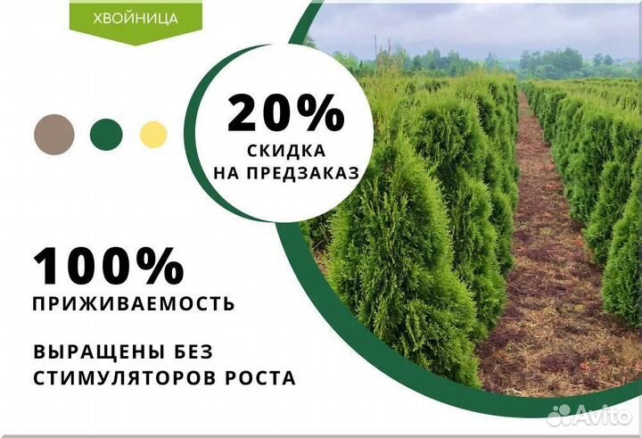 Туя вип Колумна