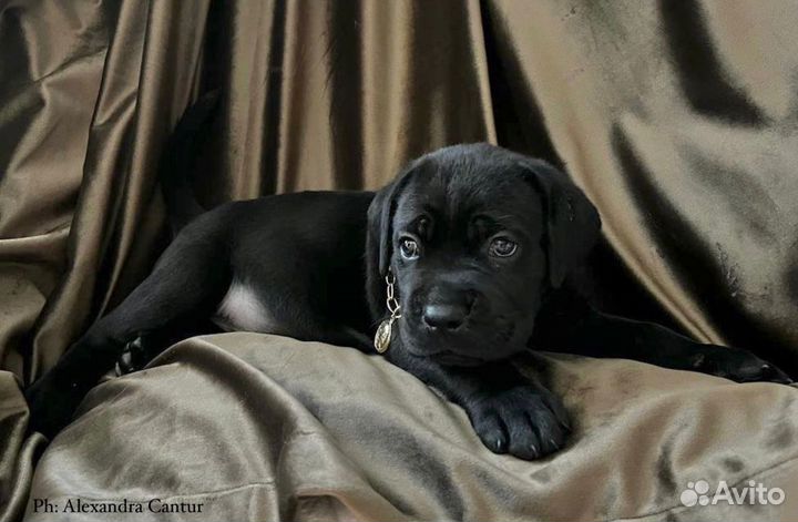 Долгожданный помет чемпионов РКФ