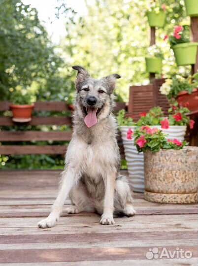 Собака в добрые руки