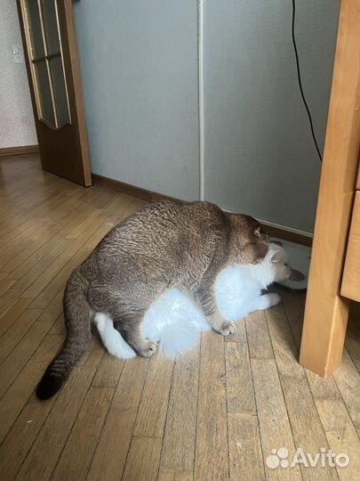 Шотландский кот вязка