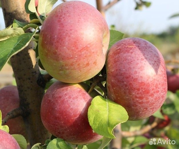 Саженцы плодовых, ягодных и декоративных культур