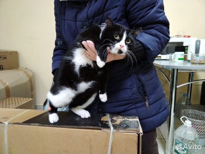 Кошка в добрые руки бесплатно