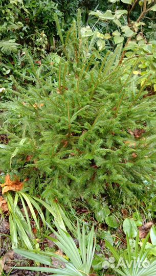 Ель новогодняя живая