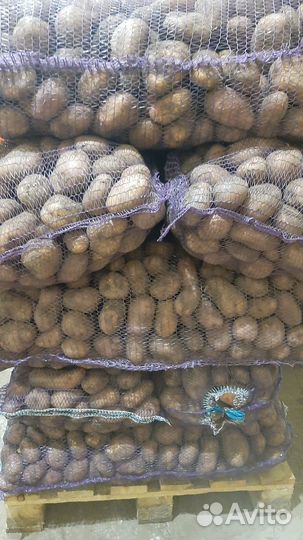 Продам картофель