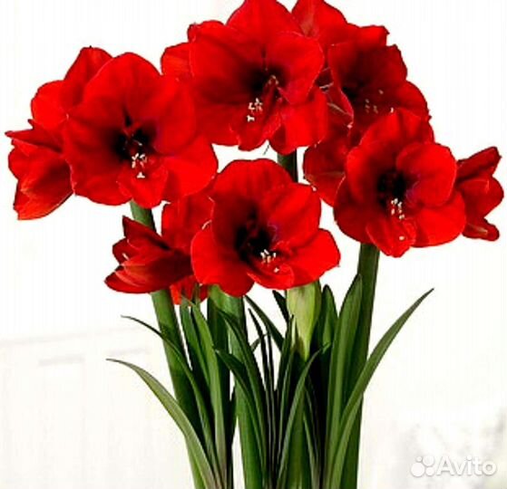 Комнатные Садовые Цветы Рассада Семена перец