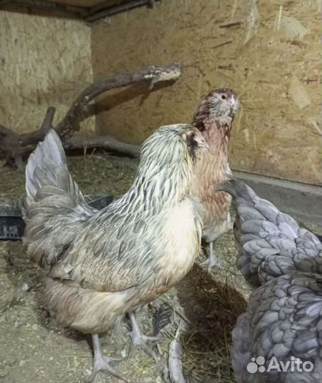 Инкубационные яйцо Амераукана Араукана Легбар