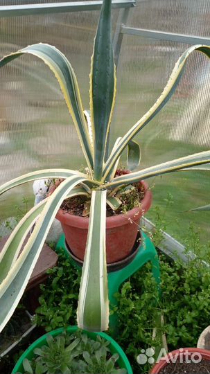 Хлорофитум (Агава)