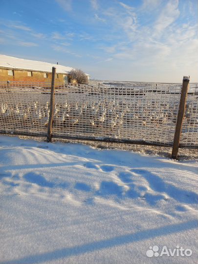 Животноводческая ферма
