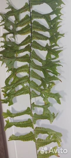 Папоротник комнатный