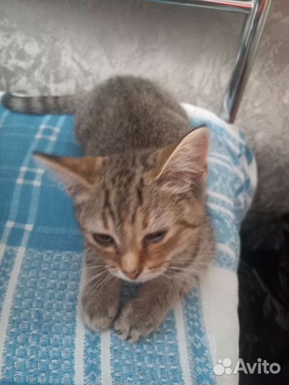 Кошка в дар