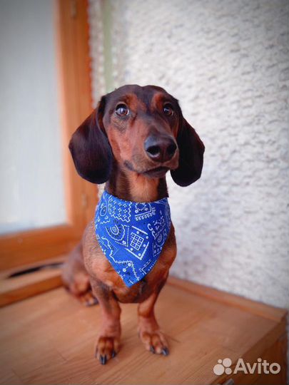 Такса вязка