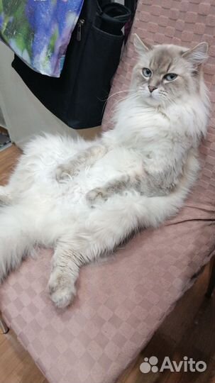 Кошка невская маскарадная