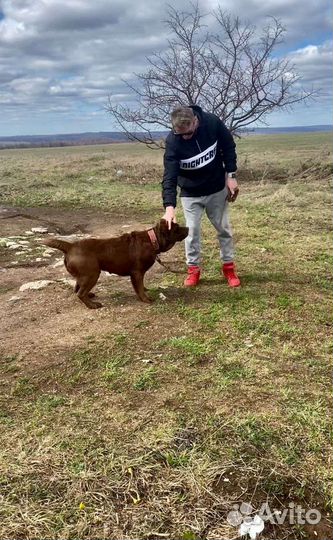 Вязка лабрадор мальчик