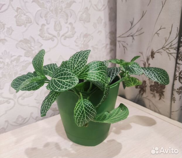 Колеус, комнатный цветок