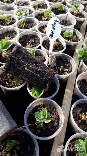 Саженцы клубники