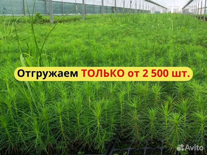 Сеянцы ели европейской окс