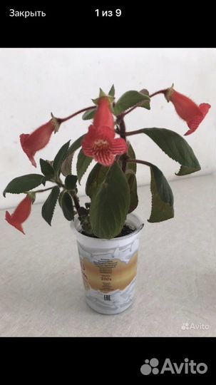 Колерия, гиппеаструм