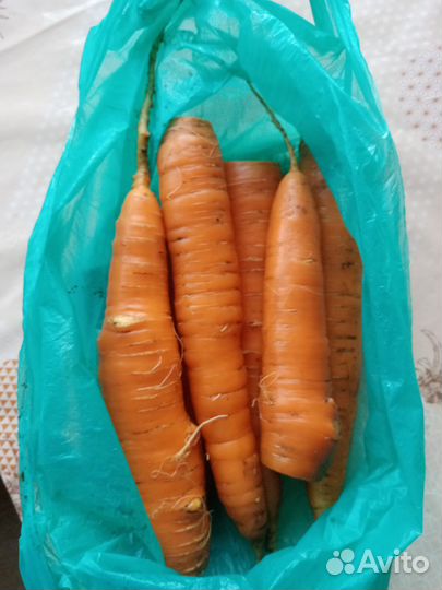 Картошка, морковь, Свёкла, новый урожай