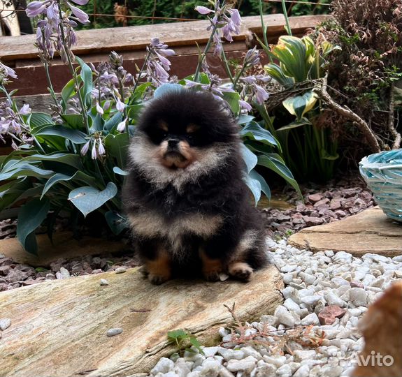 Померанский шпиц мини девочка