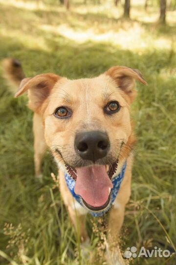 Собака в добрые руки отдам бесплатно