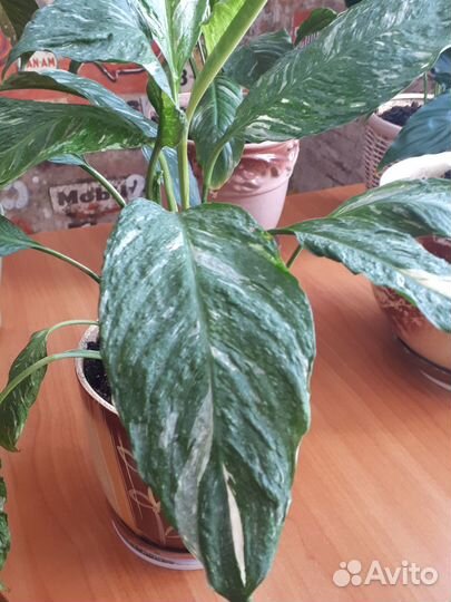 Спатифиллум