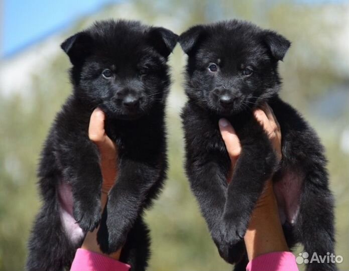 Черные рабочие немецкие овчарки- крепкие щенки