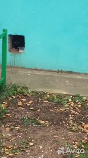 Черный котенок в добрые руки