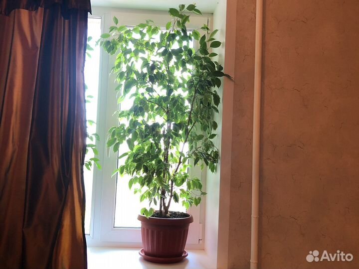 Бенджамина