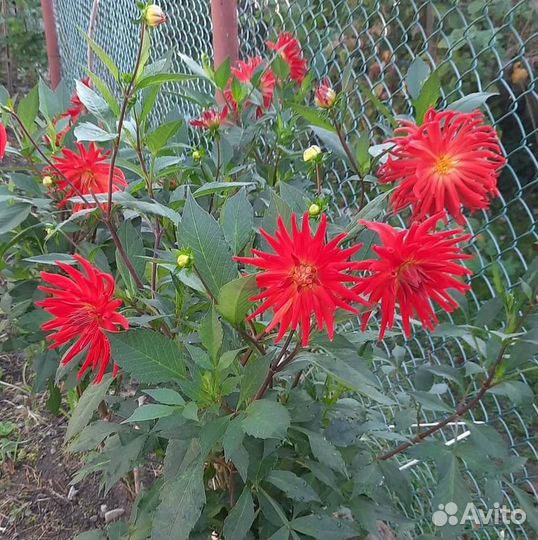 Букеты корни садовых цветов