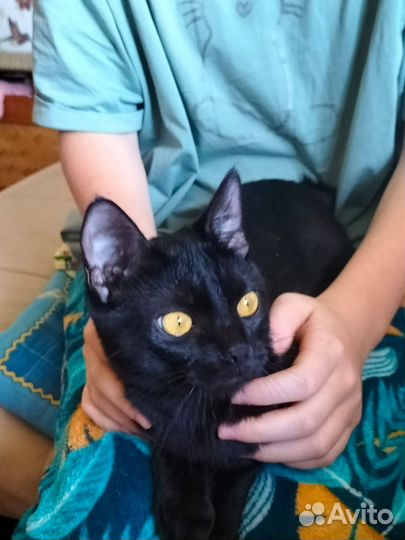 Черный котенок девочка