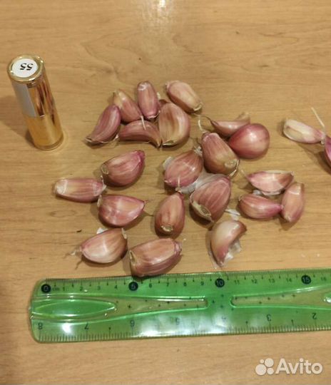 Чеснок яровой