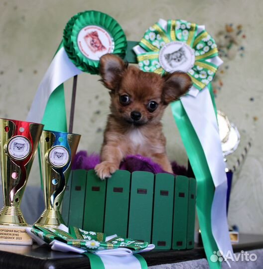 Малыши чихуахуа, длинношерстные