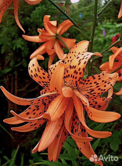 Цветы, рассада