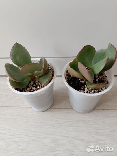 Крассула Silver dollar