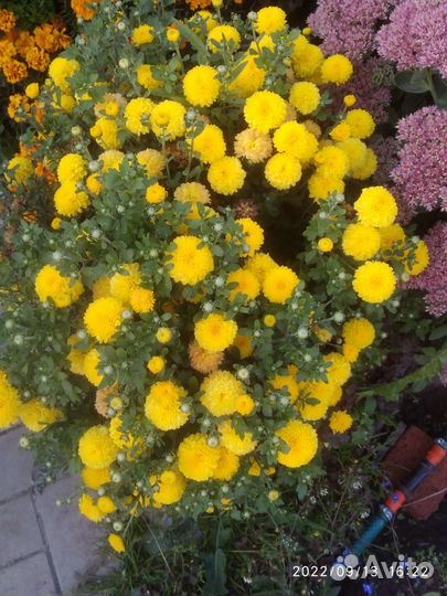 Хризантема саженцы