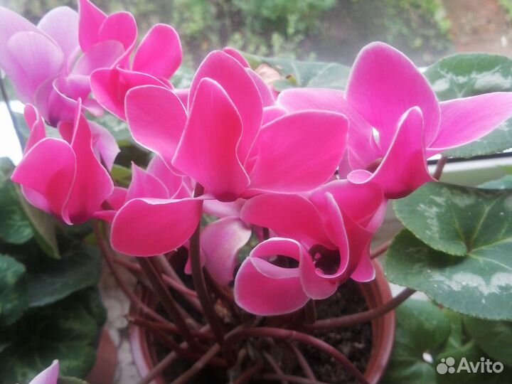 Семена цикламена