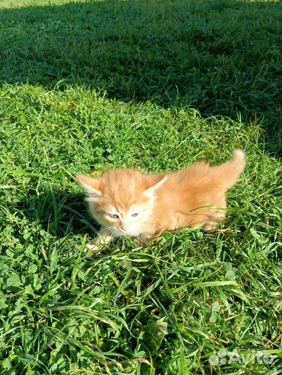 Котёнок- девочка