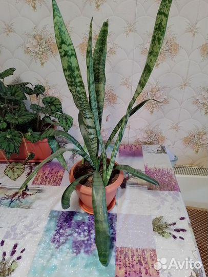 Сансевиерия