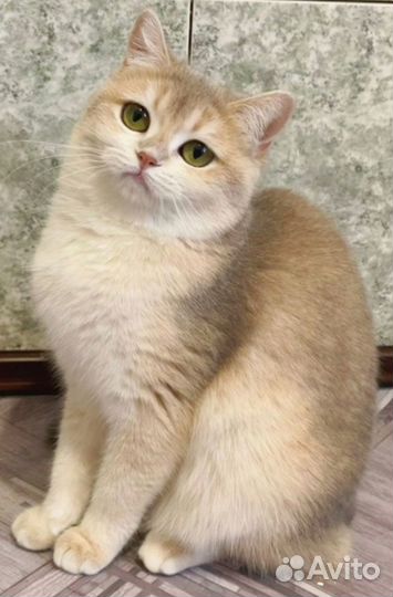 Кошка голубое золото